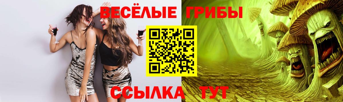 Псилоцибиновые грибы Psilocybe Майкоп